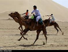 Image result for Camel Racing