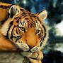 Image result for Siberian Tiger Wallpaper