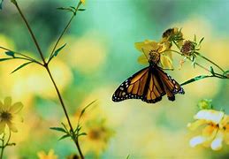 Image result for Butterflies Background Wallpaper