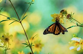 Image result for Desktop Backgrounds Butterflies