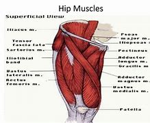 Image result for Anterior Hip Muscle Anatomy