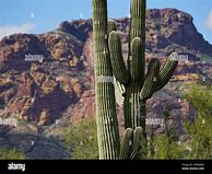 Image result for Sonoran Cactus