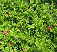 Image result for Red Apple Ground Cover Over Wall