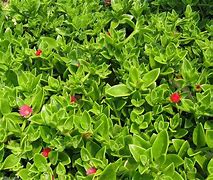 Image result for Red Apple Ground Cover in Pot