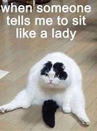 Image result for Cute Cat Meme Sticker