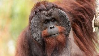 Image result for Female Orangutan