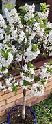 Image result for Dwarf Cherry Tree