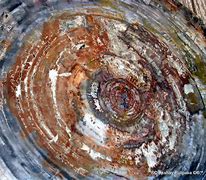 Image result for Is Petrified Wood Valuable