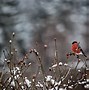 Image result for Snow Birds