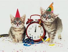 Image result for Happy New Year Cat Pictures
