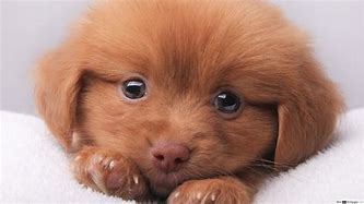 Image result for Happy Puppy Eyes