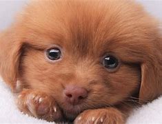 Image result for Cute Baby Puppies with Puppy Dog Eyes