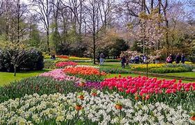 Image result for Tulip Gardens in Amsterdam