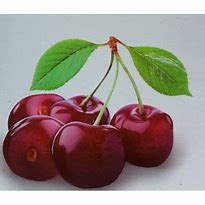Image result for Prunus avium Bigarreau Moreau