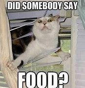 Image result for Person Eating Cat Meme