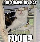 Image result for Funny Animal Memes Hungry