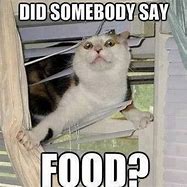 Image result for Funny Food Cat Memes