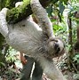 Image result for Sloth Wallpaper Mobile Phone