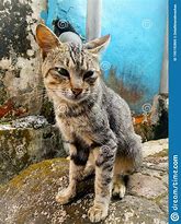 Image result for Grey Stray Cat