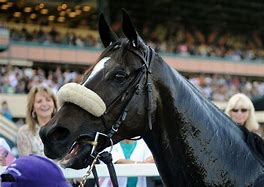 Image result for Zenyatta Race Horse