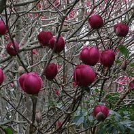 Afbeeldingsresultaten voor Magnolia BLACK TULIP
