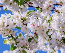 Image result for Death Apple Tree Blossom