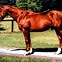 Image result for Chestnut Race Horse Secretariat