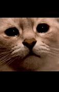 Image result for Crying Cat Meme