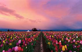 Image result for Tulip Field in Woodburn