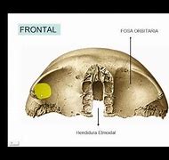 Image result for frontal