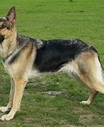 Image result for Short Coat German Shepherd