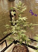 Image result for Fire OG Grow Jornal