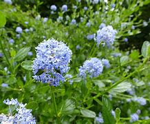 Image result for Blue Button Flowers