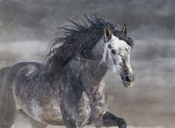 Image result for horse