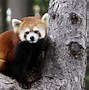 Image result for Red Panda Dog
