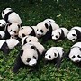 Image result for Giant Panda Habitat China