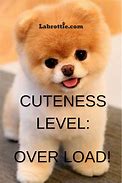 Image result for cutest dogs memes