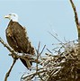 Image result for Bald Eagle Flying Side View