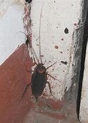 Image result for Most Disgusting Bugs
