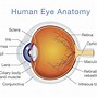 Image result for Inside Human Eye