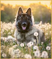 Image result for Cindy Noland Photography