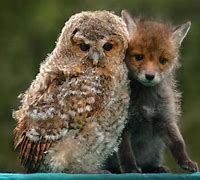 Image result for Funny Animal Friends