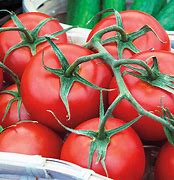 Image result for Tomato Hybird