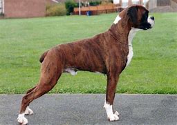 Image result for Largest Boxer Dog
