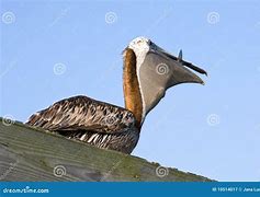 Image result for Pelican Eating