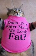 Image result for Bing Funny Cat Memes