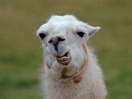 Image result for Funny Llama PFP