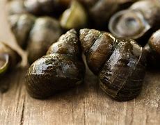 Image result for Coquillage Mange Quoi