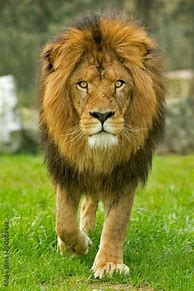 Image result for Lion Facing Forward