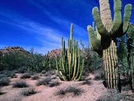 Image result for Cactus Forest